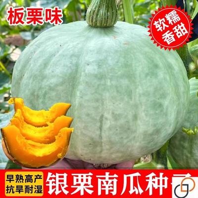 日本栗神小南瓜苗种子香甜板栗贝贝秧苗种籽蔬菜孑粉质秋季银白