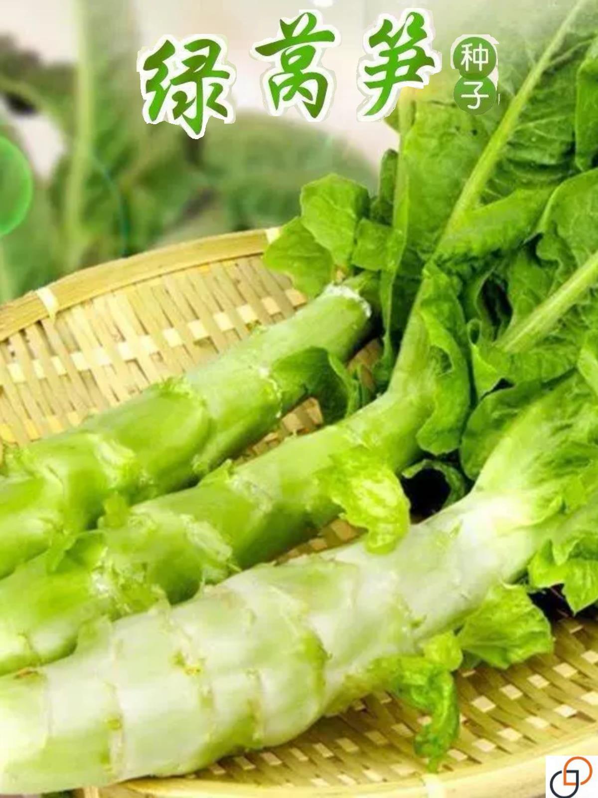 四季莴笋种子高产耐热青皮绿肉莴笋籽蔬菜种籽尖叶香莴苣种籽孑