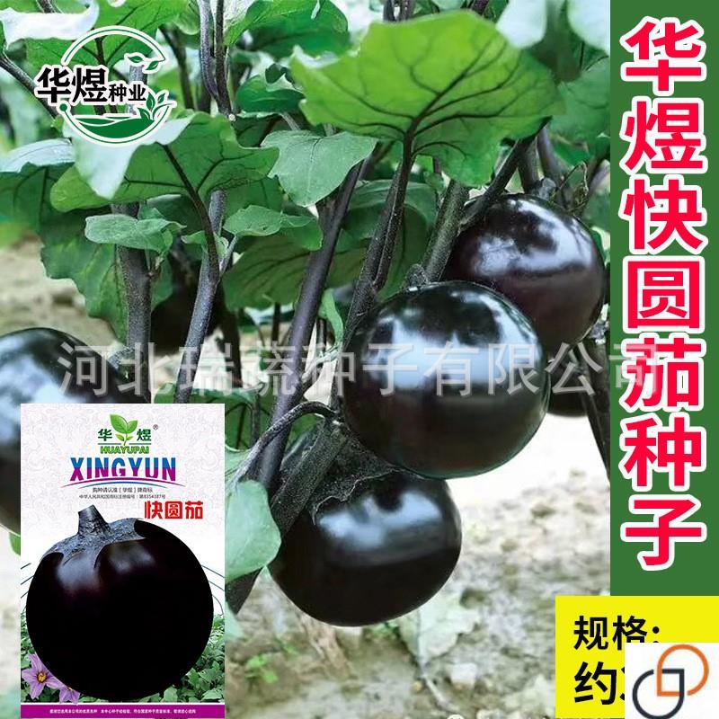 快圆茄子种籽圆棚圆茄种子四季春夏秋冬蔬菜种籽春季孑茄子阳台种