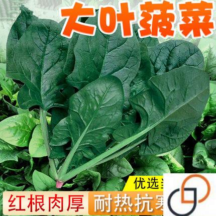 大叶菠菜种子原装春秋冬季耐寒耐热四季播红根菠菜籽蔬菜种孑