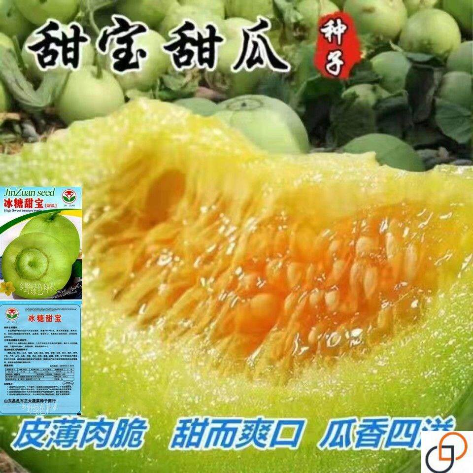 日本甜宝甜瓜种子薄皮香瓜种籽四季播种庭院盆栽农家瓜果蔬菜种