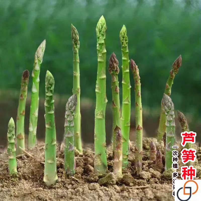 青芦笋种子四季播种多年生阳台庭院盆栽耐热抗寒种籽紫芦笋种孑