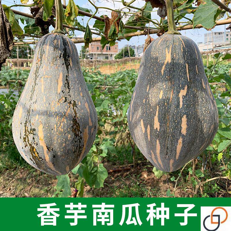 香芋南瓜种籽种子奶油小南瓜种孑春秋两季高产粉糯芋香甜栗蔬菜籽