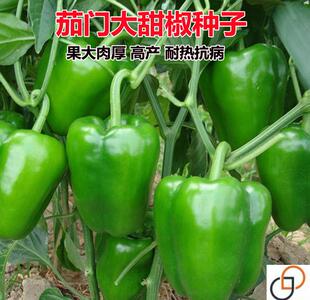 茄门大甜椒肉厚皮薄果大肉厚青椒种子甜椒王种子四季盆栽辣椒籽种