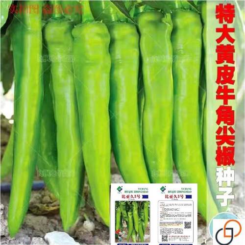 耐热耐寒特大黄皮尖椒种子 大肉辣椒种籽 仁川三号黄皮牛角椒种子