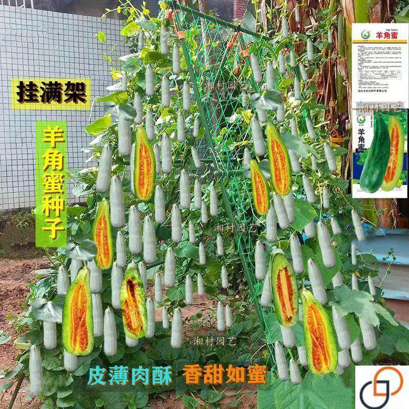 羊角蜜甜瓜种羊角蜜香瓜籽羊角酥甜瓜种薄皮四季瓜果甜瓜子