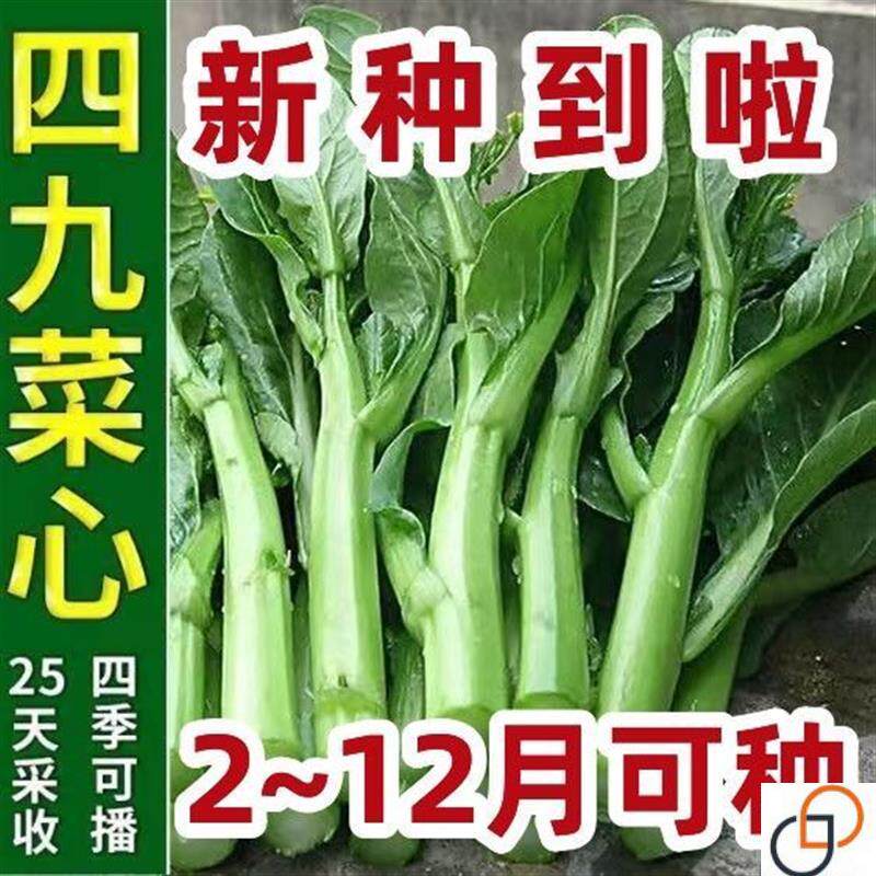 【割完又长】速生四季菜心种子广东四九菜心油青菜心耐高温蔬菜籽