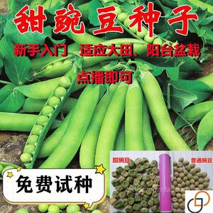 甜豌豆种子高产蔬菜种子四季青豌豆尖荷兰豆水果型可生吃种籽耐寒