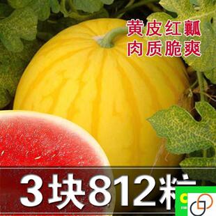 正品黄皮西瓜种籽黄皮红瓤西瓜种孑早熟黄美人礼品小西瓜种子四季
