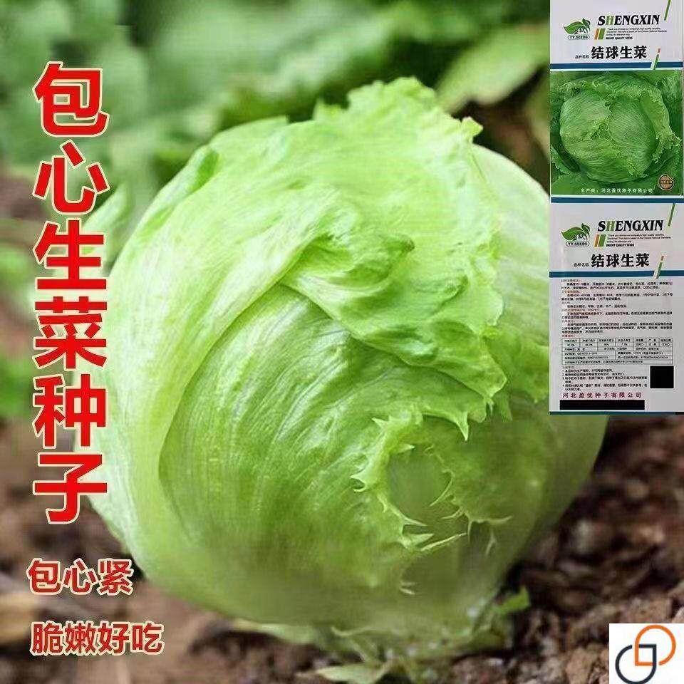 球形生菜圆生菜春夏秋四季播生菜/球菜球生菜生菜籽