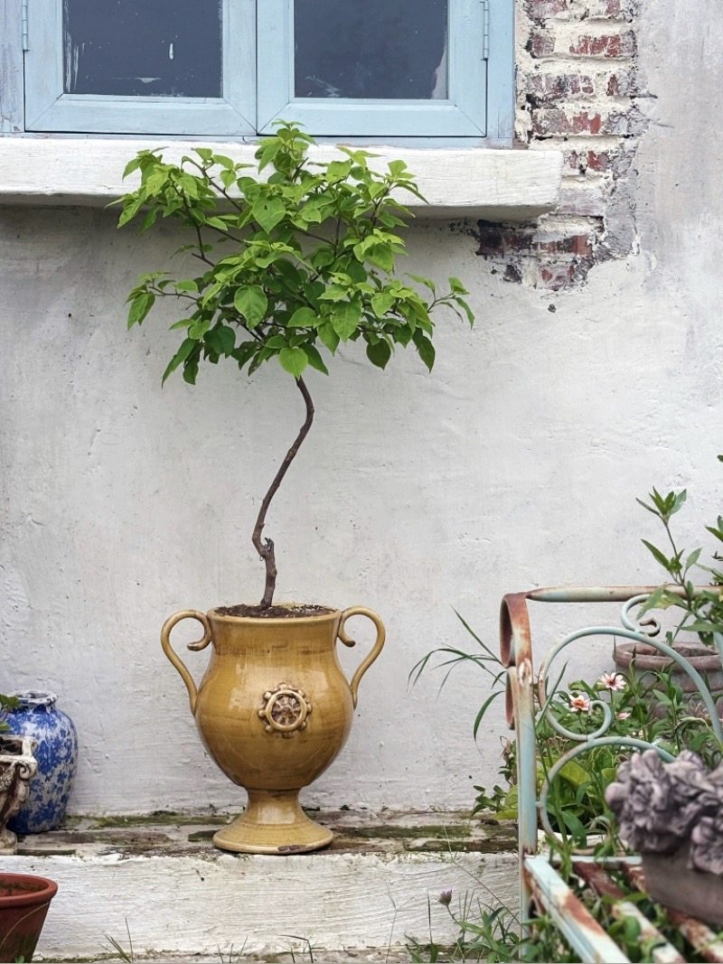 手拉粗陶红陶雪花黄色奖杯 三角梅月季绣球落地花盆