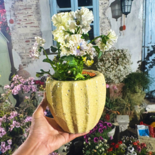 小花农清仓冰裂黄色小号14*14 内口10.5