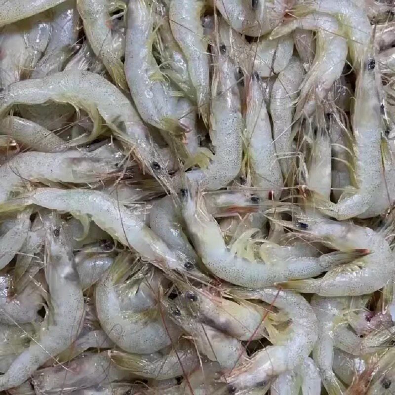 新鲜白银虾 4斤