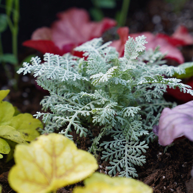 种花王大爷银叶菊赛车手盆栽蕾丝边庭院阳台多年生观叶植物