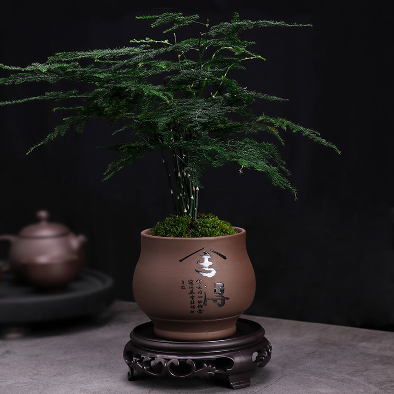 精品紫砂文竹花盆种竹子小盆