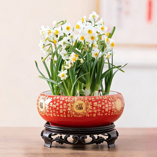 水仙花专用花盆水培器皿盆栽家用陶瓷大口径水养桌面植物摆件含托