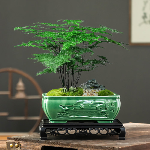 中式哥窑文竹花盆家用带托盘陶瓷大口径米竹植物花盆桌面盆栽盆