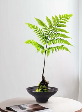 苔藓球花盆水培器皿红磷绿植蕨类托盘黑色侘寂风无孔陶瓷桌面摆件