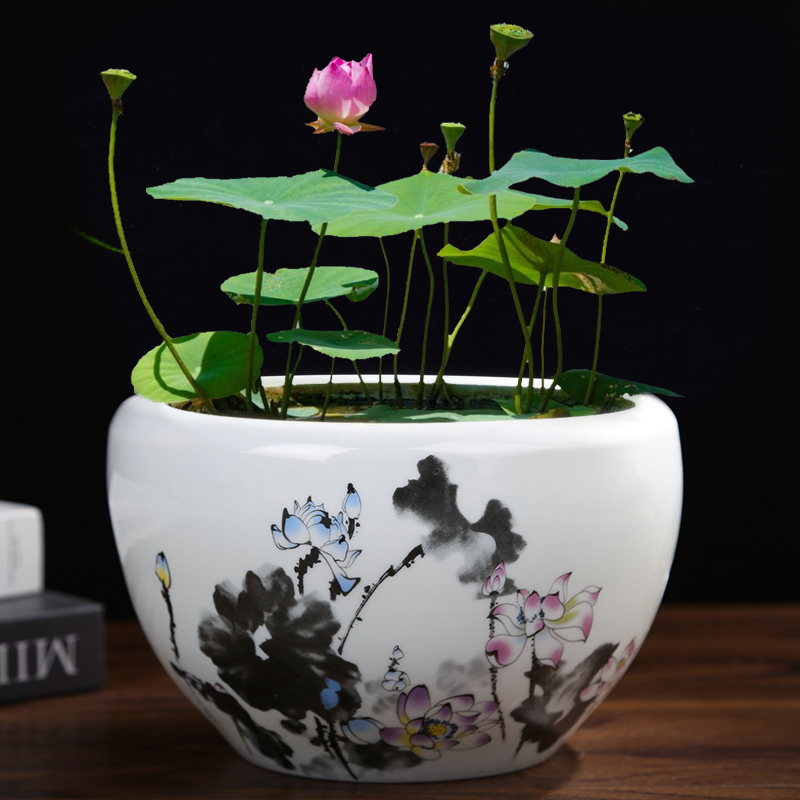 碗莲盆水养荷花缸大号铜钱草绿萝