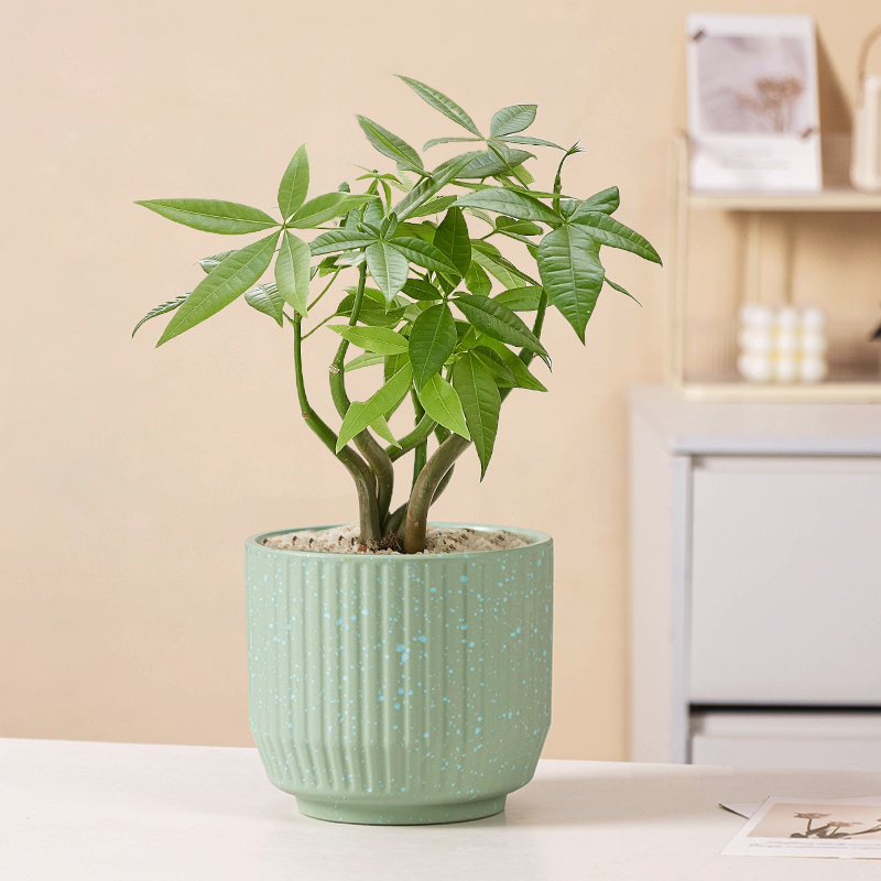 发财树花盆陶瓷奶油风北欧轻奢风