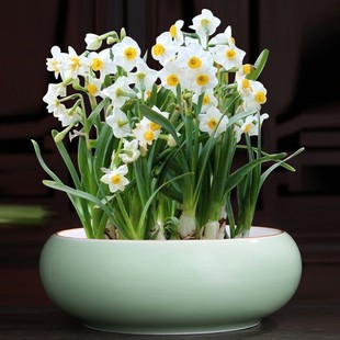 水仙花专用水培花盆客厅盆栽家用陶瓷大口径水养桌面植物摆件含托