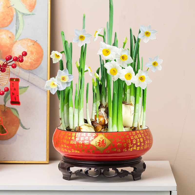 红色水仙花花盆水培专用绿植盆百福吉祥圆口大口径陶瓷盆家用带托