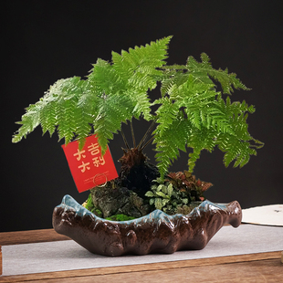 紫砂绿植蕨类花盆茶室办公室专用创意船型陶瓷花器居家绿植盆景盆