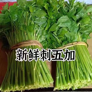 刺五加叶东北特产山野菜五加叶冰鲜水袋装凉拌干炸包饺子