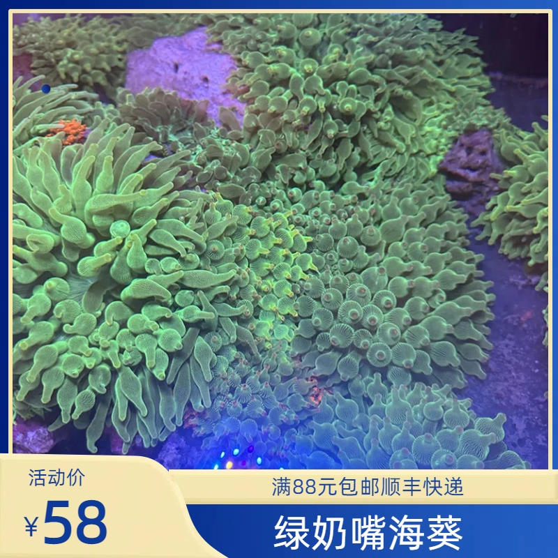 绿奶嘴海葵珊瑚海缸入门级海葵小丑鱼海葵 宠物/宠物食品及用品 珊瑚/海葵 原图主图