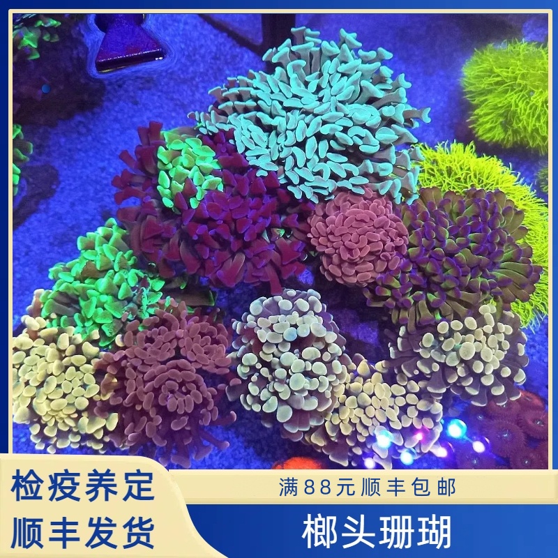 榔头珊瑚金榔头荧光绿榔头LPS软体珊瑚海水鱼缸活体