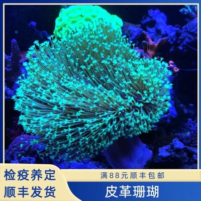 皮革珊瑚好养品种长须皮革澳洲皮革密须皮革大花皮软体珊瑚