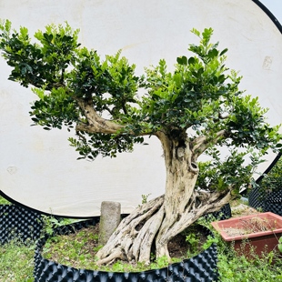 九里香盆景盆栽各种造型创意绿植大棵老桩带盆 直播间一物一拍 包邮