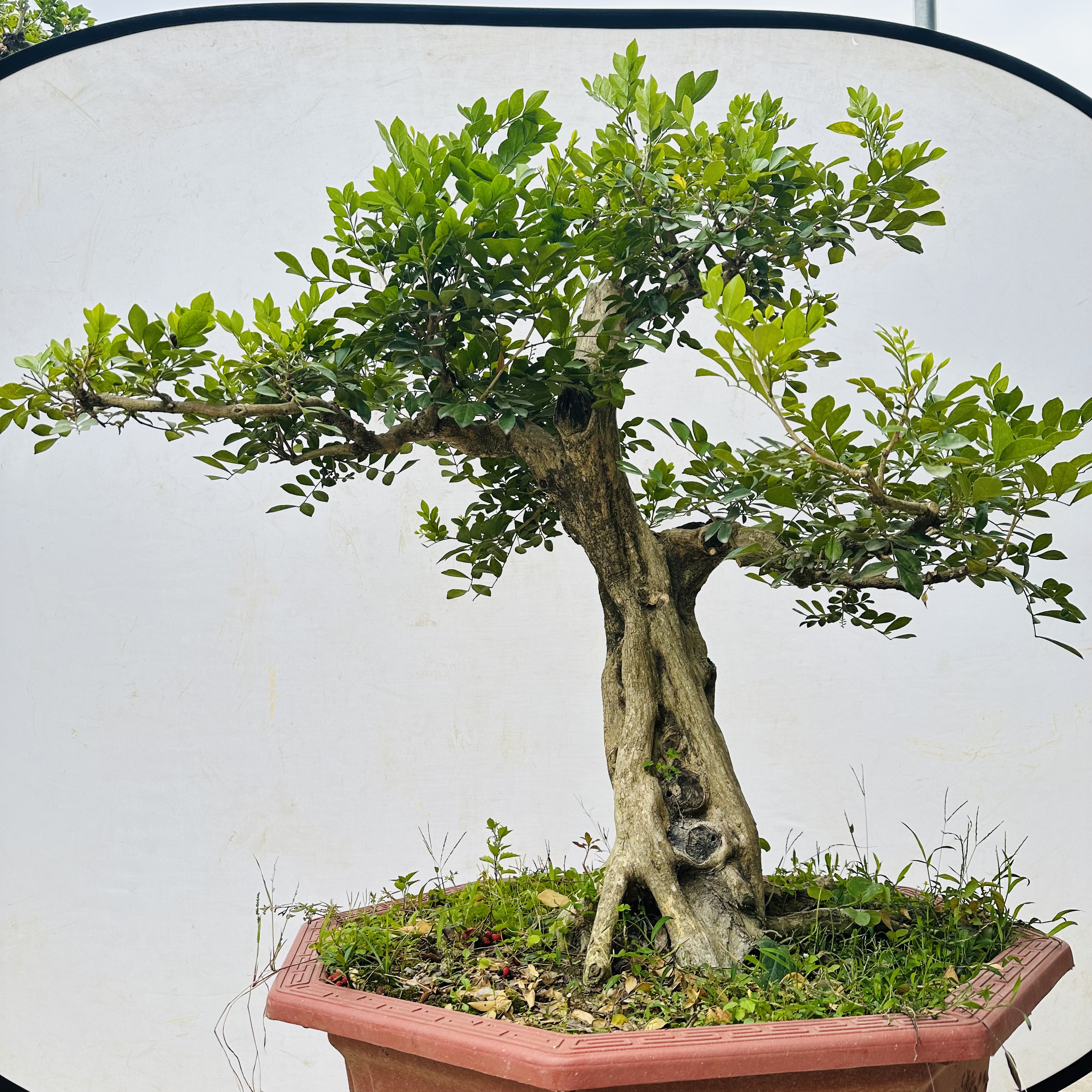 高档九里香盆栽花卉绿植物四季开花浓香老桩室内阳台庭院好养正宗