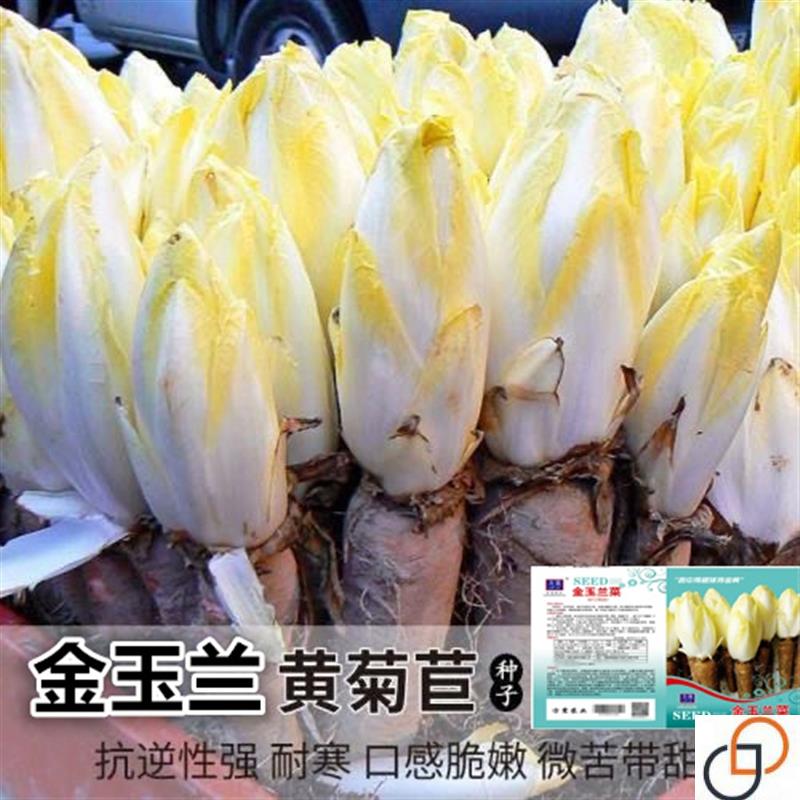 金玉兰菜种籽一年四季高钙金娃娃欧洲比利时软化紫菊苣阳台盆栽