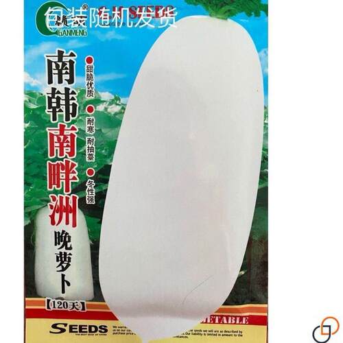 春不老萝卜种子春MQV热大白萝抗卜种四季不空早心甜脆水果春萝种