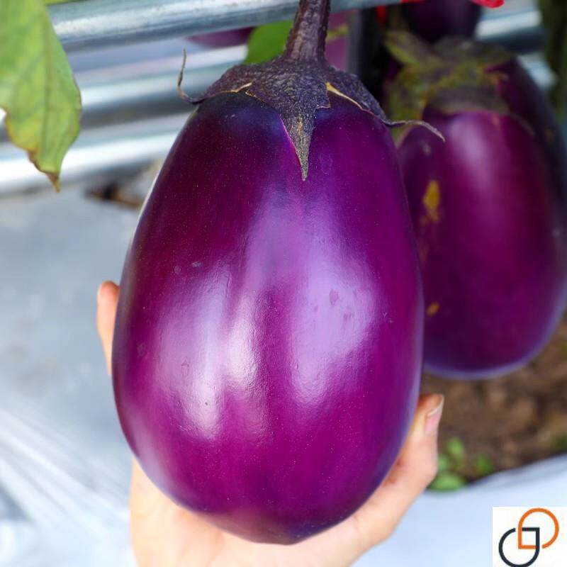 特大紫罐茄种子苗圆茄牛心茄高产紫黑烧烤茄子四季蔬菜种籽孑菜种