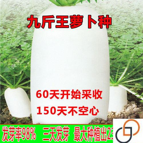 特大九斤王长白萝卜种子春夏秋播种不空心四季高产春不老耐高温