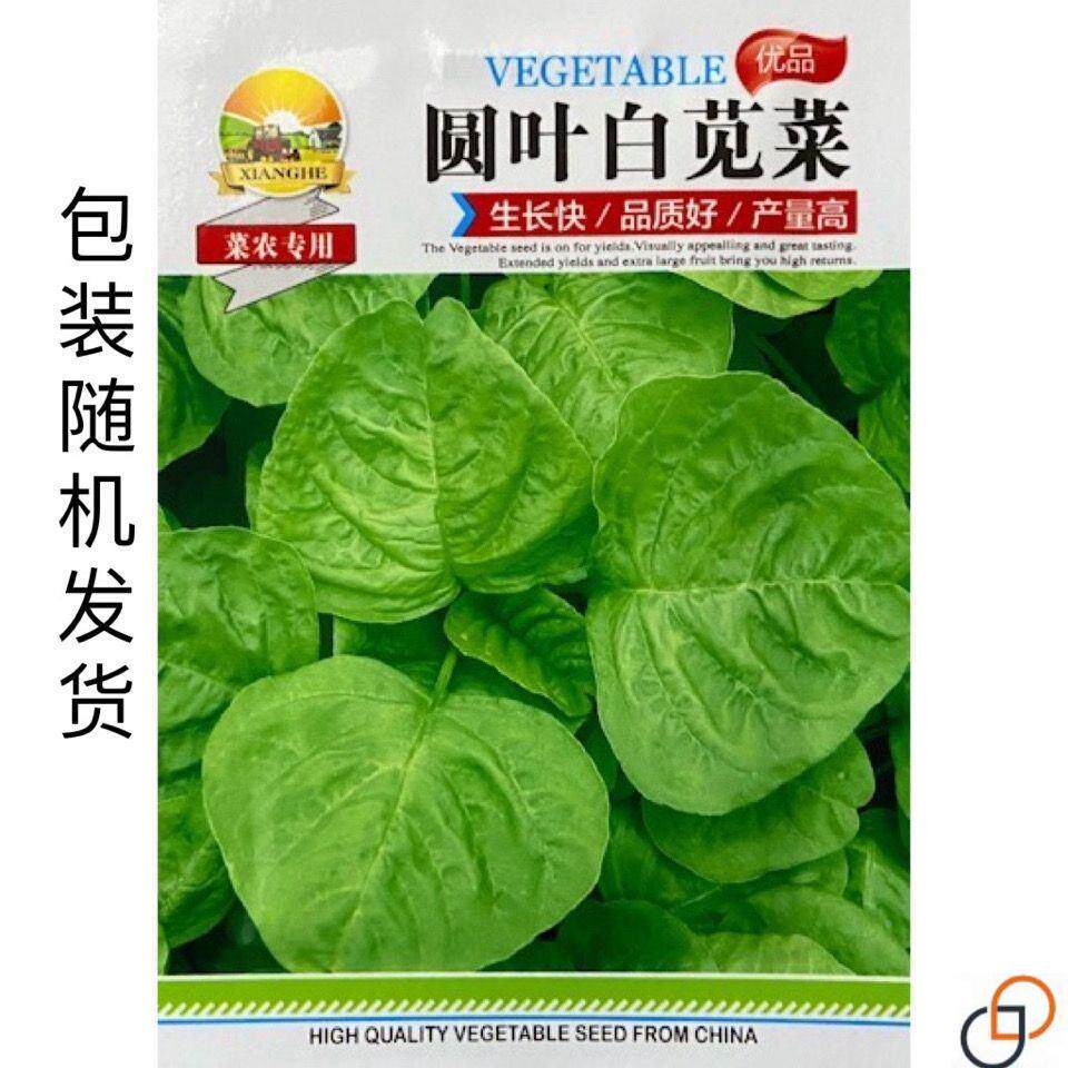 白圆叶绿苋菜白苋菜苋菜阳菜台庭院四季播种