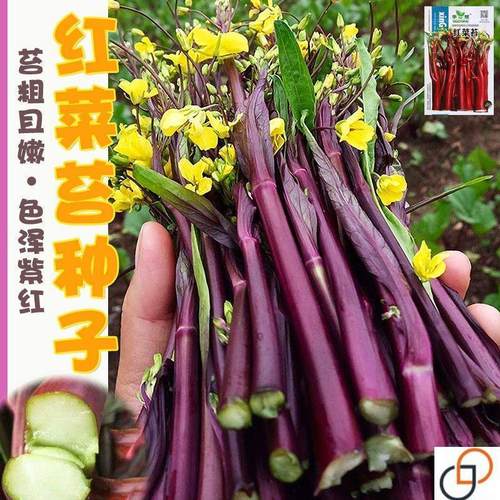十月红菜苔种子早熟高产过冬蔬菜春季秋季种植阳台抗病寒种籽大全