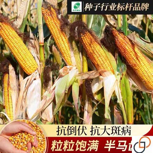 郑单958玉米种子高产抗病抗倒伏大田耐旱饲料包谷种孑玉米种籽