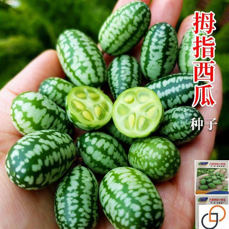拇指西瓜种子大全西瓜种籽春季秋迷你小盆栽四季阳台水果蔬菜种孑