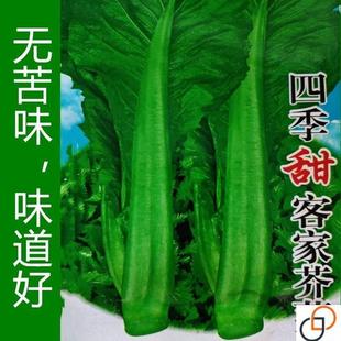 四季客家甜芥菜种子大田菜园叶子菜青菜阳台大叶青菜蔬菜种子大全