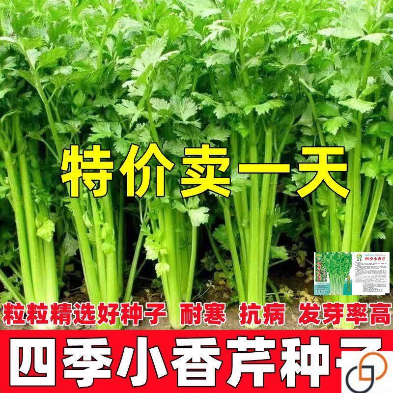 四季小香芹菜芹菜种子四季易播种实心小香芹种子本地春季蔬菜种子