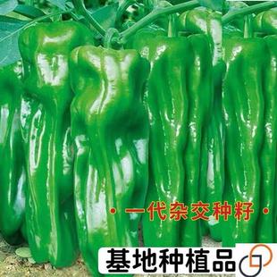 超大薄皮王辣椒种子新品种大果高产四季泡椒种子早熟杂交青椒种子