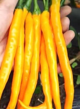 湖南黄线椒种子黄贡椒种子高产辣椒种子黄小米椒种子黄辣一号种籽