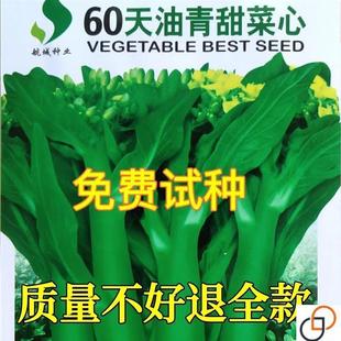 60天油青甜菜心种子早熟耐高温春秋四季 超甜菜苔种籽农家蔬菜种子