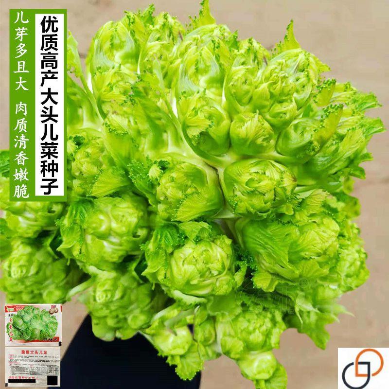 儿菜种子抱子芥儿菜种籽儿菜种孑四川特产蔬菜种籽南方秋季娃娃菜