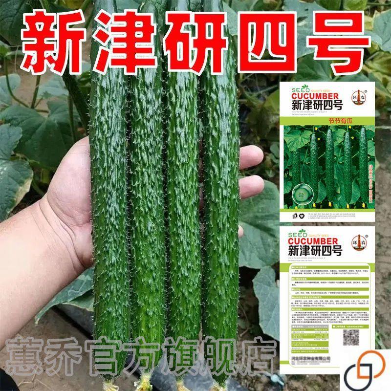 黄瓜种子高产春夏秋季耐热绿瓢密刺黄瓜种籽庭院四季阳台蔬菜种孑