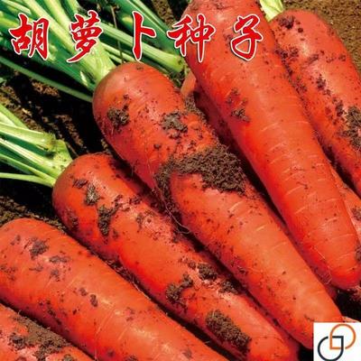 胡萝卜种子种籽红水果萝卜四季蔬菜孑菜籽子紫色黄胡罗卜种老品种