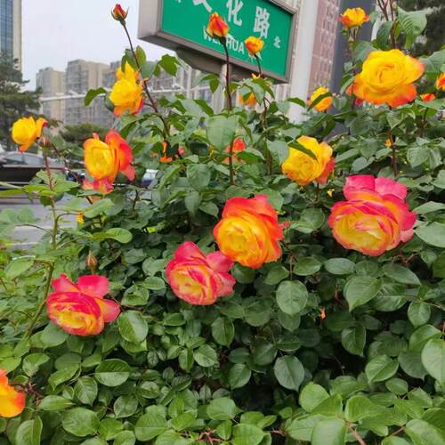 【光谱】欧月变色系藤本超勤花多季开花月季花苗庭院阳台盆栽玫瑰